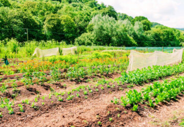 Ouvrier Maraîcher (O.M.)